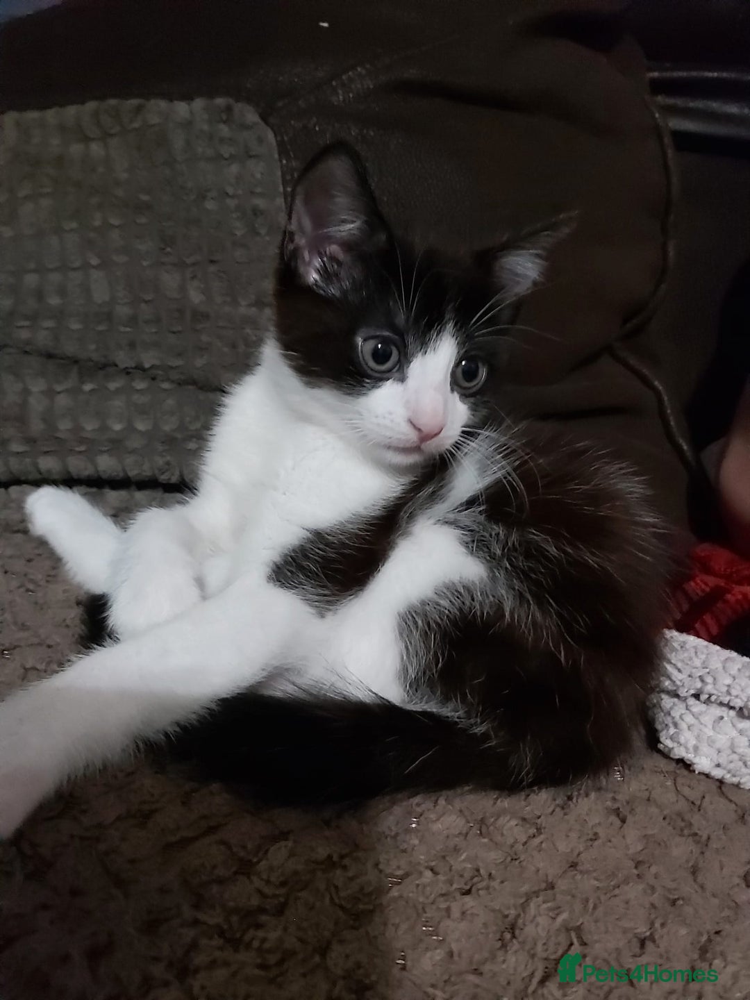 Mixed Breed cats for sale: Princess looking for a castle - Image 4