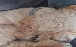 Cockapoo dogs for sale: Handsome Cockapoo Alpha Boy 8 weeks old  - Image 14