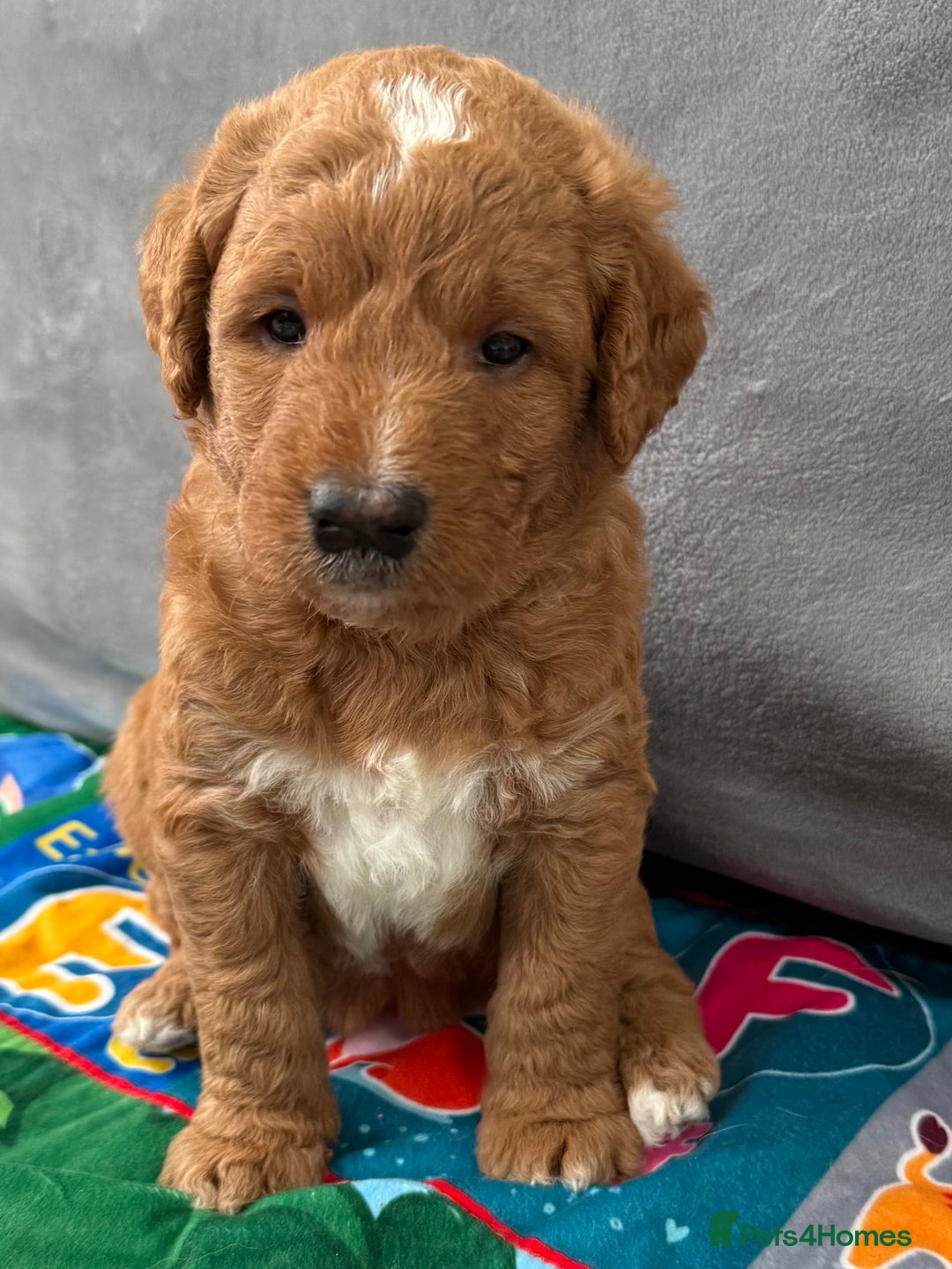 Australian Labradoodle dogs for sale: Australian Labradoodle Pups  - Advert 26