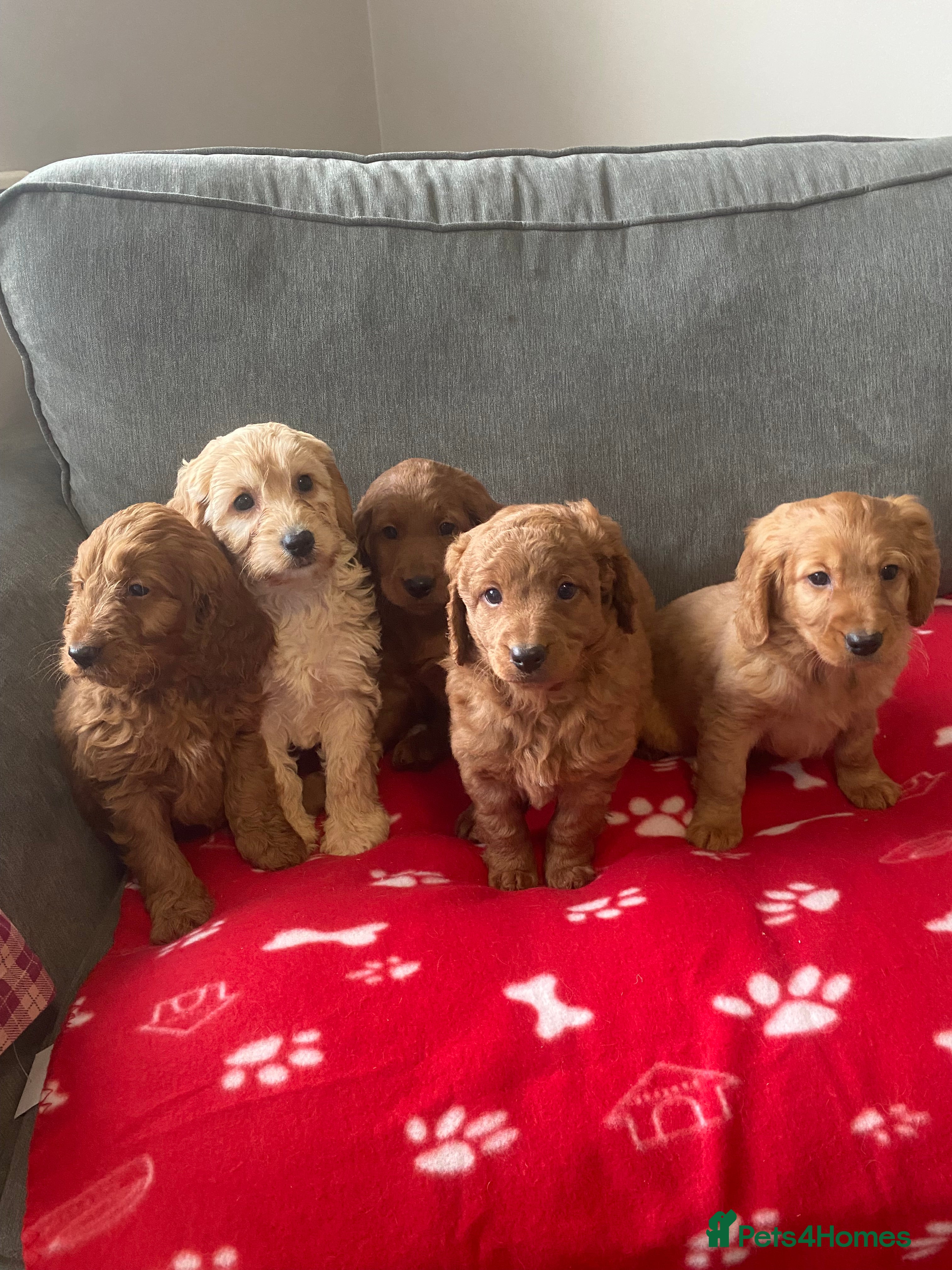 Cockapoo dogs Beautiful cockapoos - Advert 3