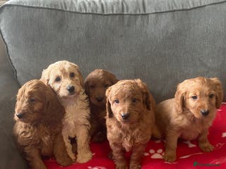 Cockapoo dogs Beautiful cockapoos - Advert 17