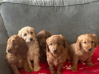 Cockapoo dogs Beautiful cockapoos - Advert 1