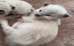 Ragdoll cats for sale: Gorgeous ragdoll kittens - Image 6
