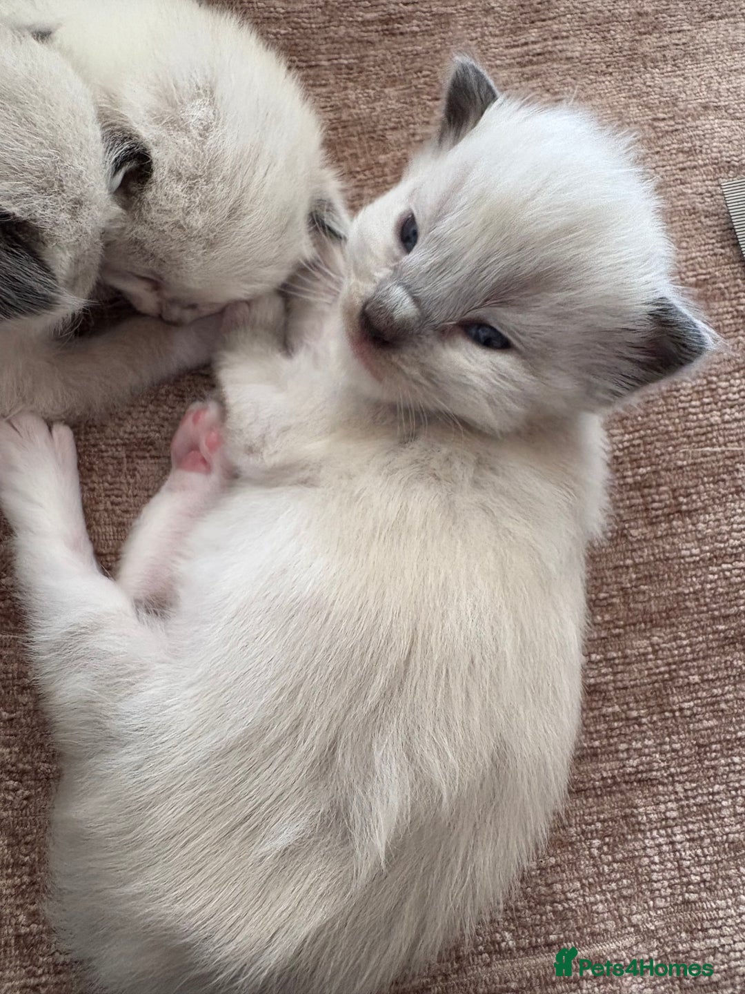 Ragdoll cats for sale: Gorgeous ragdoll kittens - Image 6