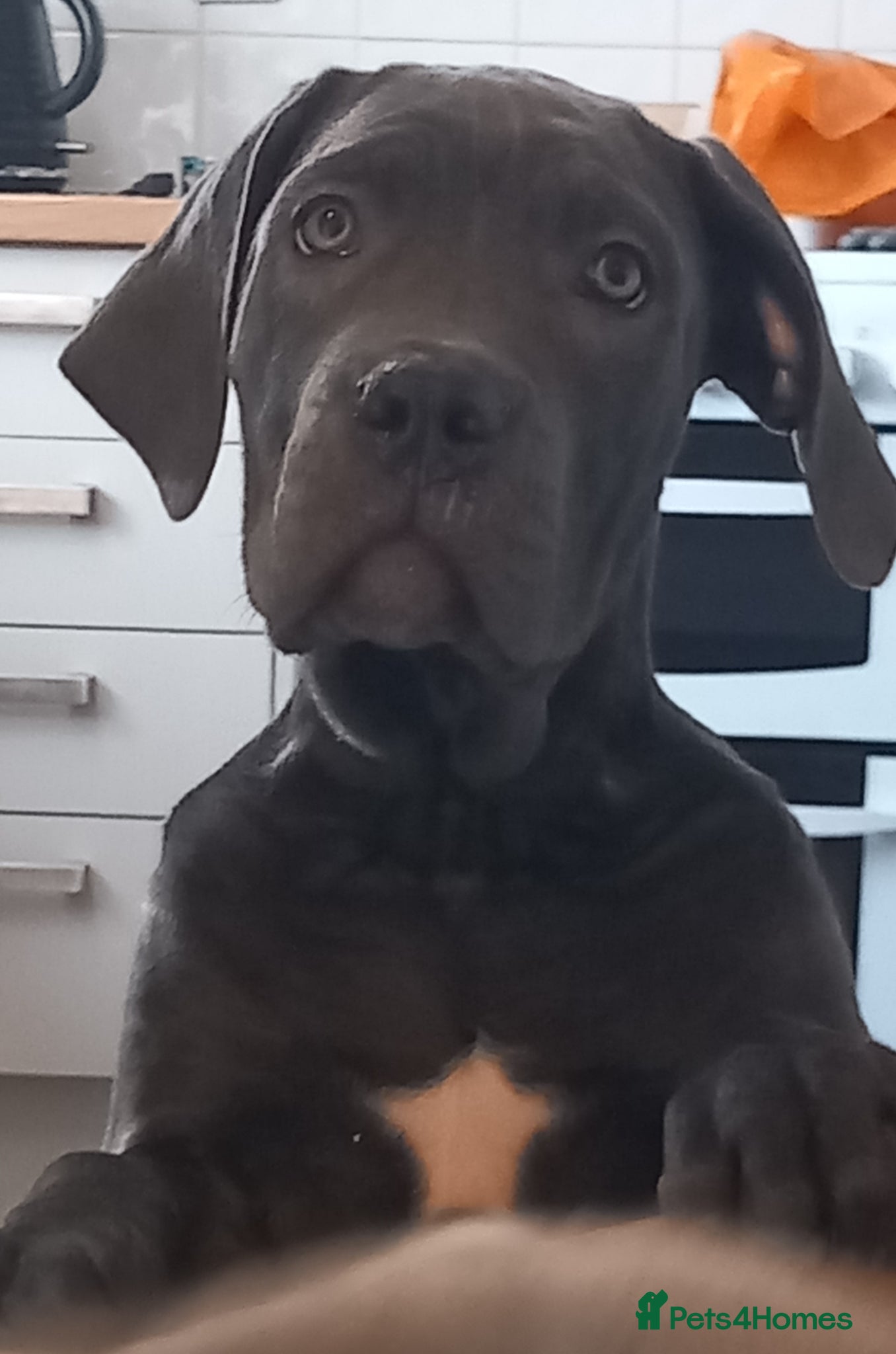 Cane Corso dogs CANE CORSO PUPPIES READY TO LEAVE! - Advert 1