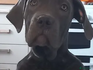 Cane Corso dogs CANE CORSO PUPPIES READY TO LEAVE! - Advert 1