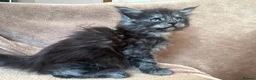 Maine Coon cats for sale: TICA Maine coon Kittens Smoke/Silver - Advert 14