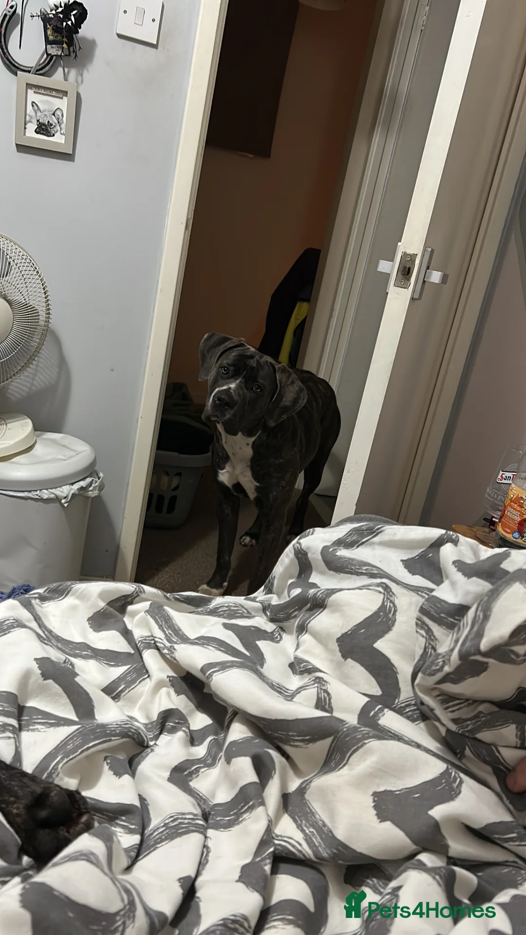 Cane Corso dogs for sale: Cane corso bitch in Milton Keynes - Advert 1