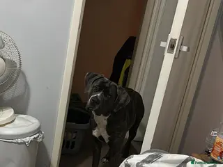 Cane Corso dogs Cane corso bitch - Advert 2