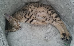 Savannah cats for sale: Beautiful Savannah F4 registered  - Image 6