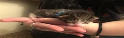Mixed Breed cats for sale: 4 male cats (all have been named) - Advert 9