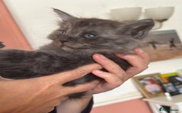 Mixed Breed cats for sale: Maine-coon / Ragdoll Kittens  - Image 5