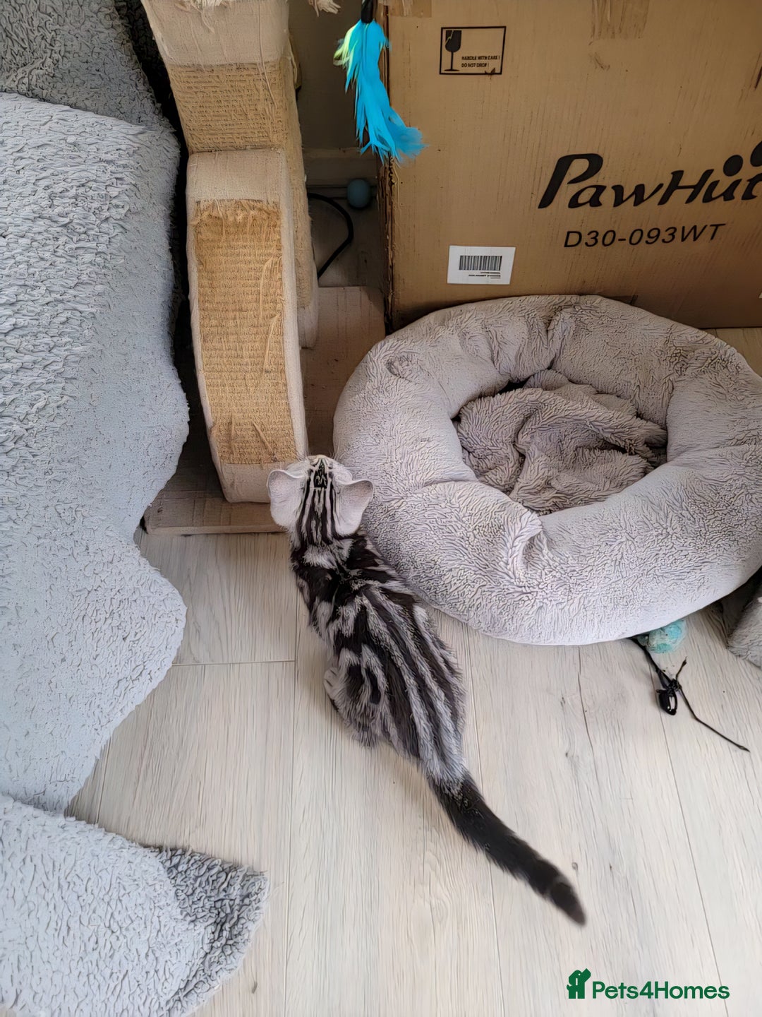 British Shorthair cats for sale: Ready to collect British Shorthair Silver Tabby in Rochester - Image 14