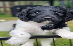 Cavapoo dogs for sale: F1b Standard Cavapoo, 3 remaining ready to leave in Watchet - Image 19