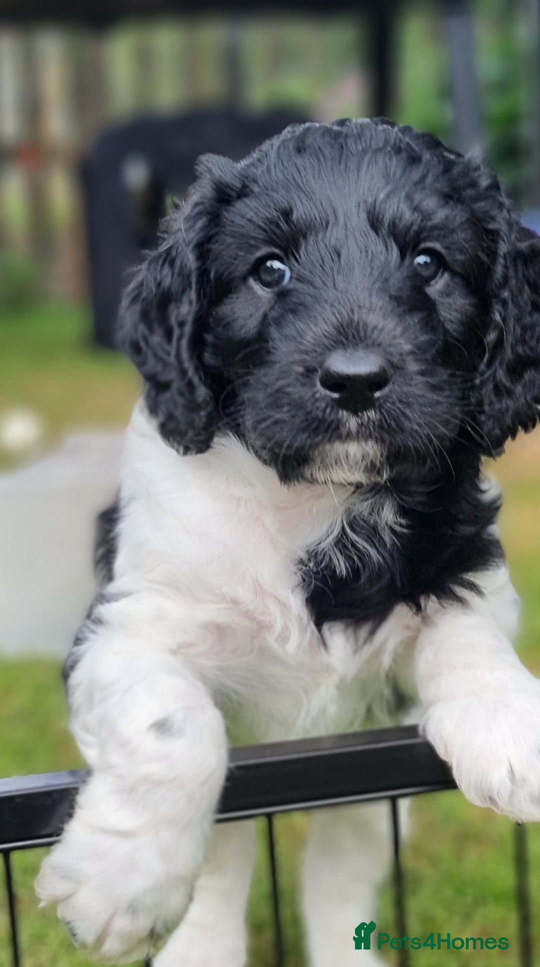 Cavapoo dogs for sale: F1b Standard Cavapoo, 3 remaining ready to leave in Watchet - Image 19
