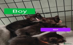 Ragdoll cats for sale: Ragdoll cross kittens  - Image 5