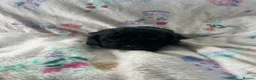 Cavapoo dogs for sale: F1 Cavapoo Pups for Sale - Advert 13