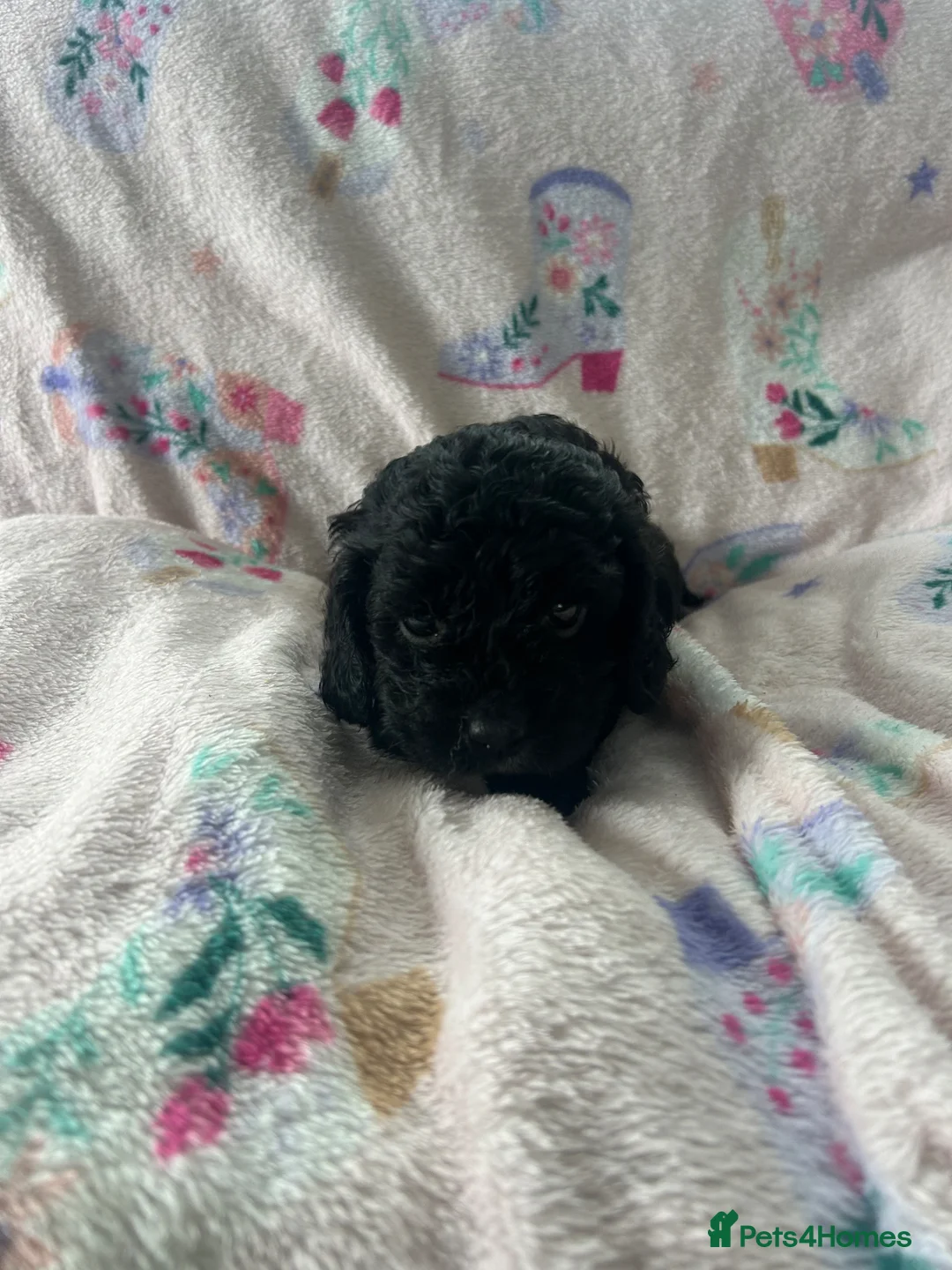 Cavapoo dogs for sale: F1 Cavapoo Pups for Sale - Advert 13