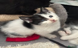 Mixed Breed cats for sale: Mixed Breed kittens - Image 9