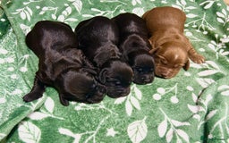 Cocker Spaniel dogs for sale: Cocker spaniel puppies  - Image 8