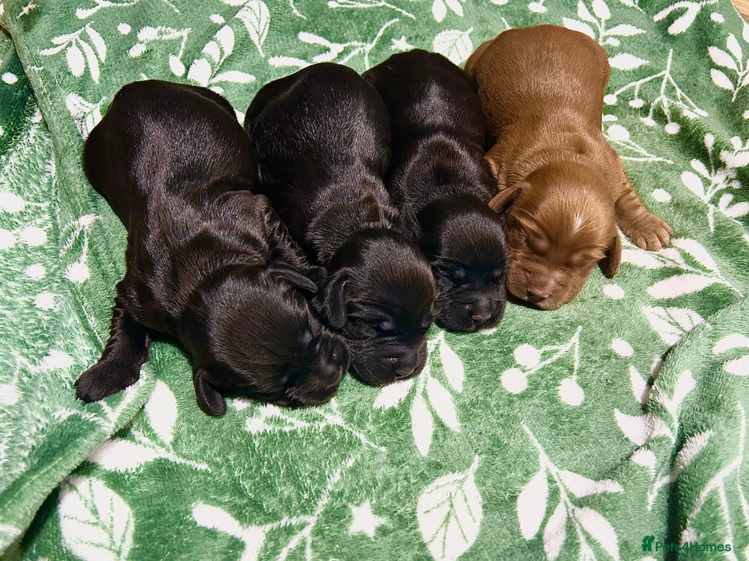 Cocker Spaniel dogs for sale: Cocker spaniel puppies  - Image 8