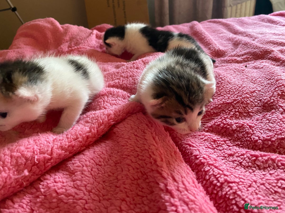 British Shorthair cats for sale: Beautiful baby kittens ready 23rd Dec - Advert 2