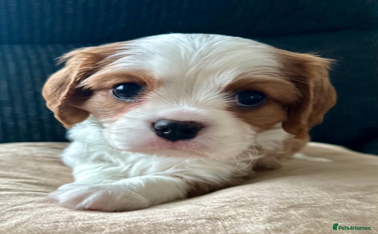 Cavalier King Charles Spaniel dogs - Advert 4