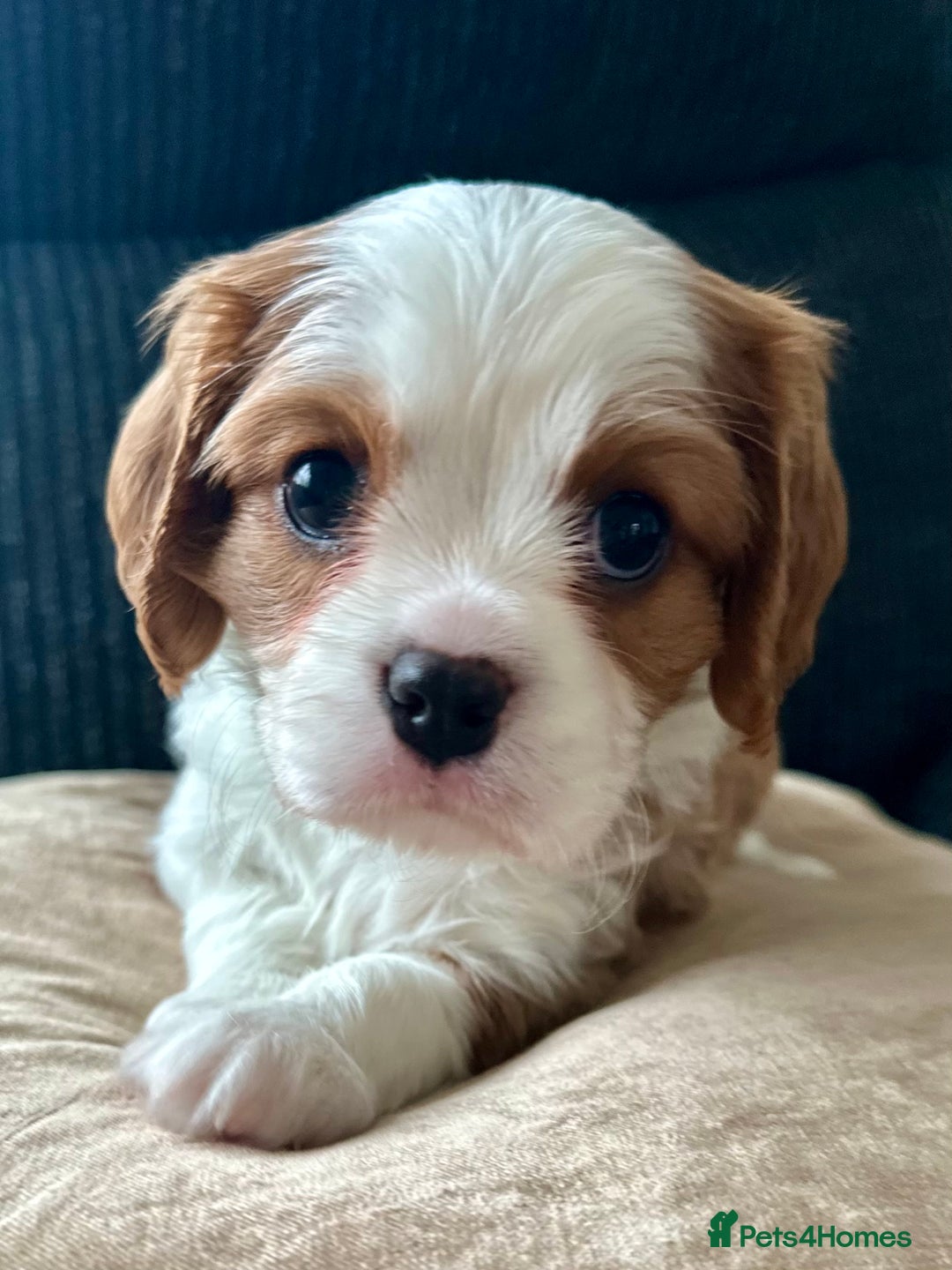Cavalier King Charles Spaniel dogs for sale: Fully health tested CKCS 🐶💙🐾 - Image 19