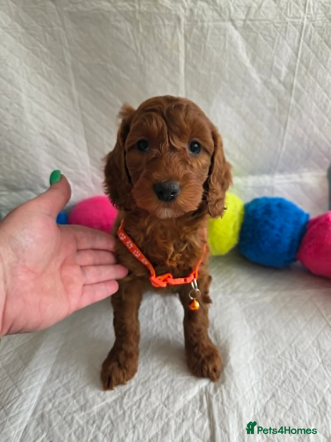 Goldendoodle dogs for sale: 👑Finest Quality Deep Red Doodles Toy/Min Bred 👑  - Advert 2