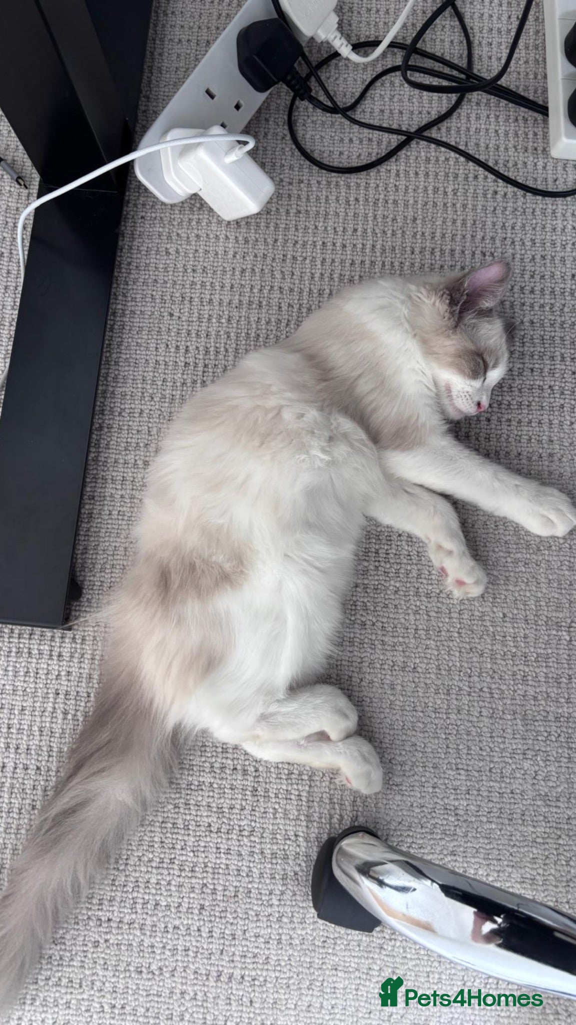 Ragdoll cats Male blue bicolour ragdoll to be rehomed - Advert 1
