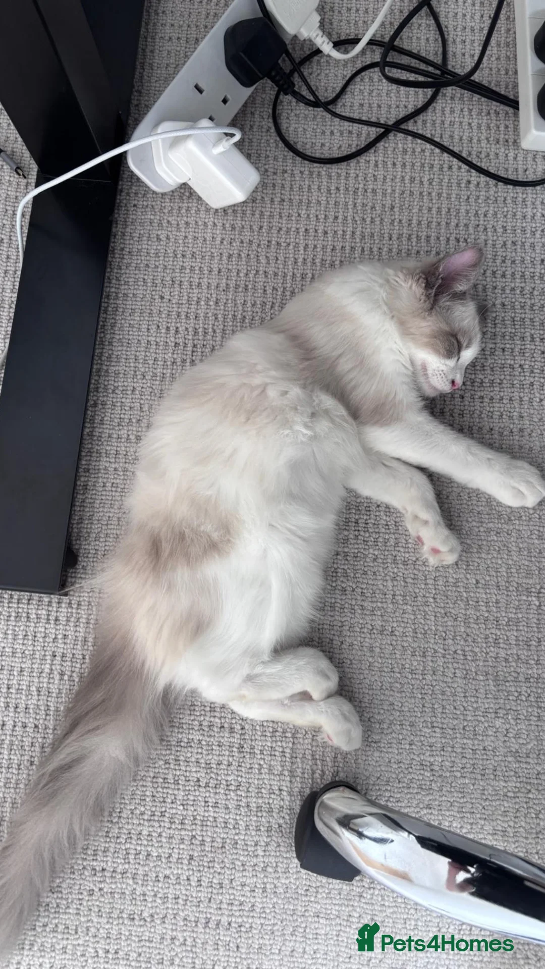 Ragdoll cats for sale: Male blue bicolour ragdoll to be rehomed - Advert 1