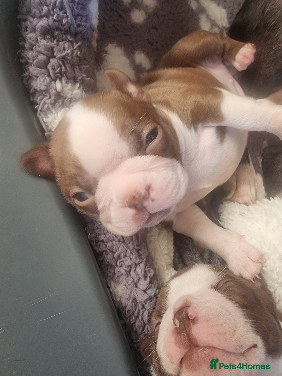 Boston Terrier dogs for sale: Boston Terrier pups - Image 13