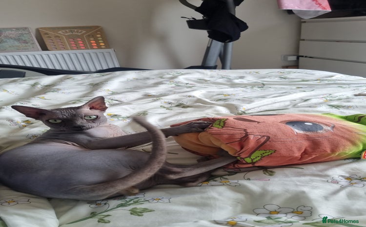 Sphynx cats - Advert 1