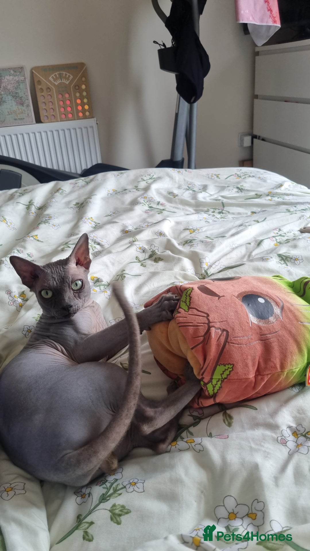 Sphynx cats for stud: Sphynx stud  - Image 1