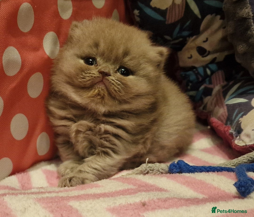British Shorthair cats for sale: Tica registered British Shorthair kittens Champion - Image 19