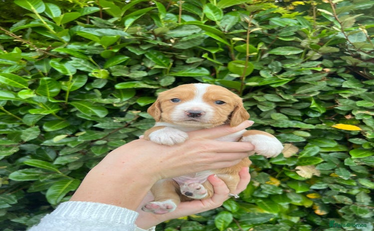 Cocker Spaniel dogs - Advert 1