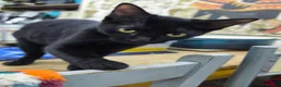 Mixed Breed cats for sale: Mixed sphynx kittens for sale  - Advert 9
