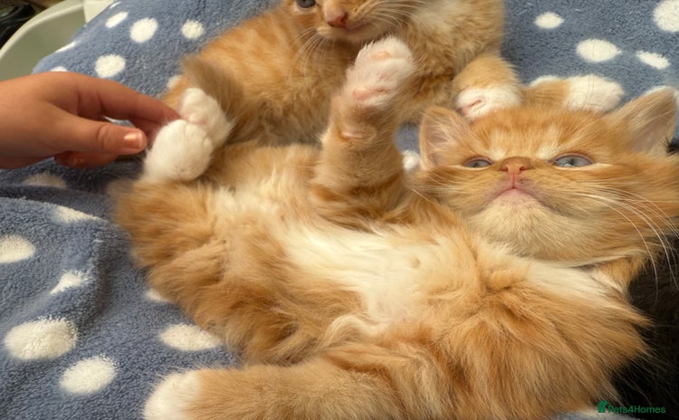 Mixed Breed cats - Advert 7