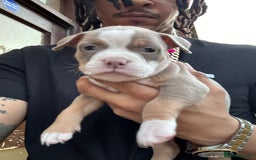 American Bully dogs for sale: American Pocket Bully Puppies (ABKC registered)  - Image 6