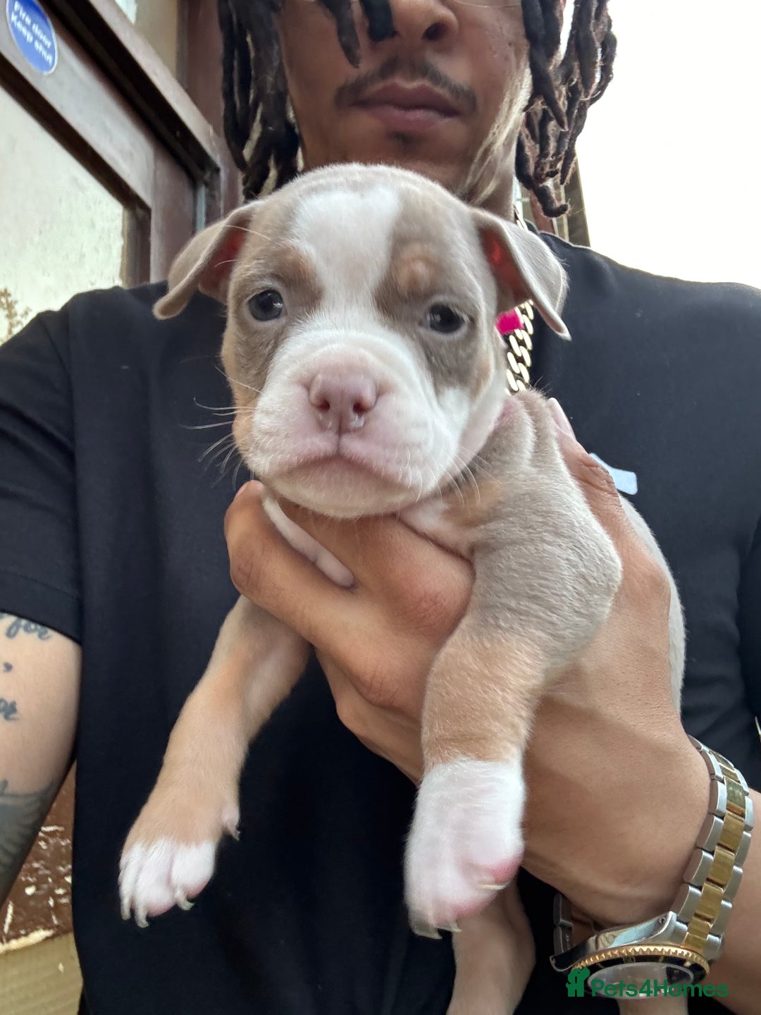 American Bully dogs for sale: American Pocket Bully Puppies (ABKC registered)  - Image 6