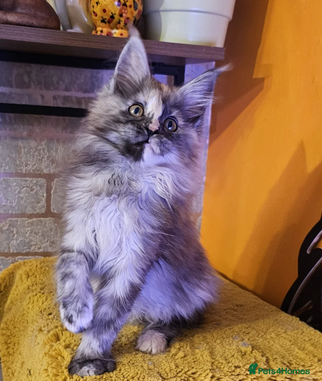 Maine Coon cats for sale: BEAUTIFUL MAINE COON KITTENS FOR SALE - Advert 7