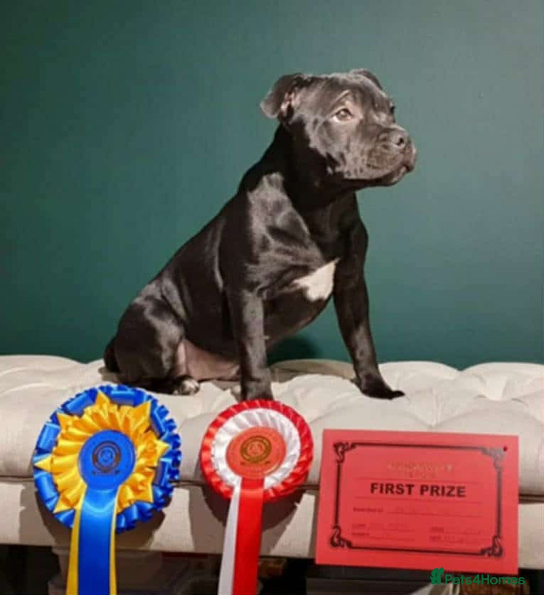 Mixed Breed dogs for sale: Staffbulterier  - Advert 3