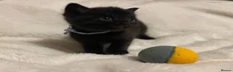 Mixed Breed cats for sale: The Little Pumpkin Patch Litter - 1 girl & 5 boys - Advert 12