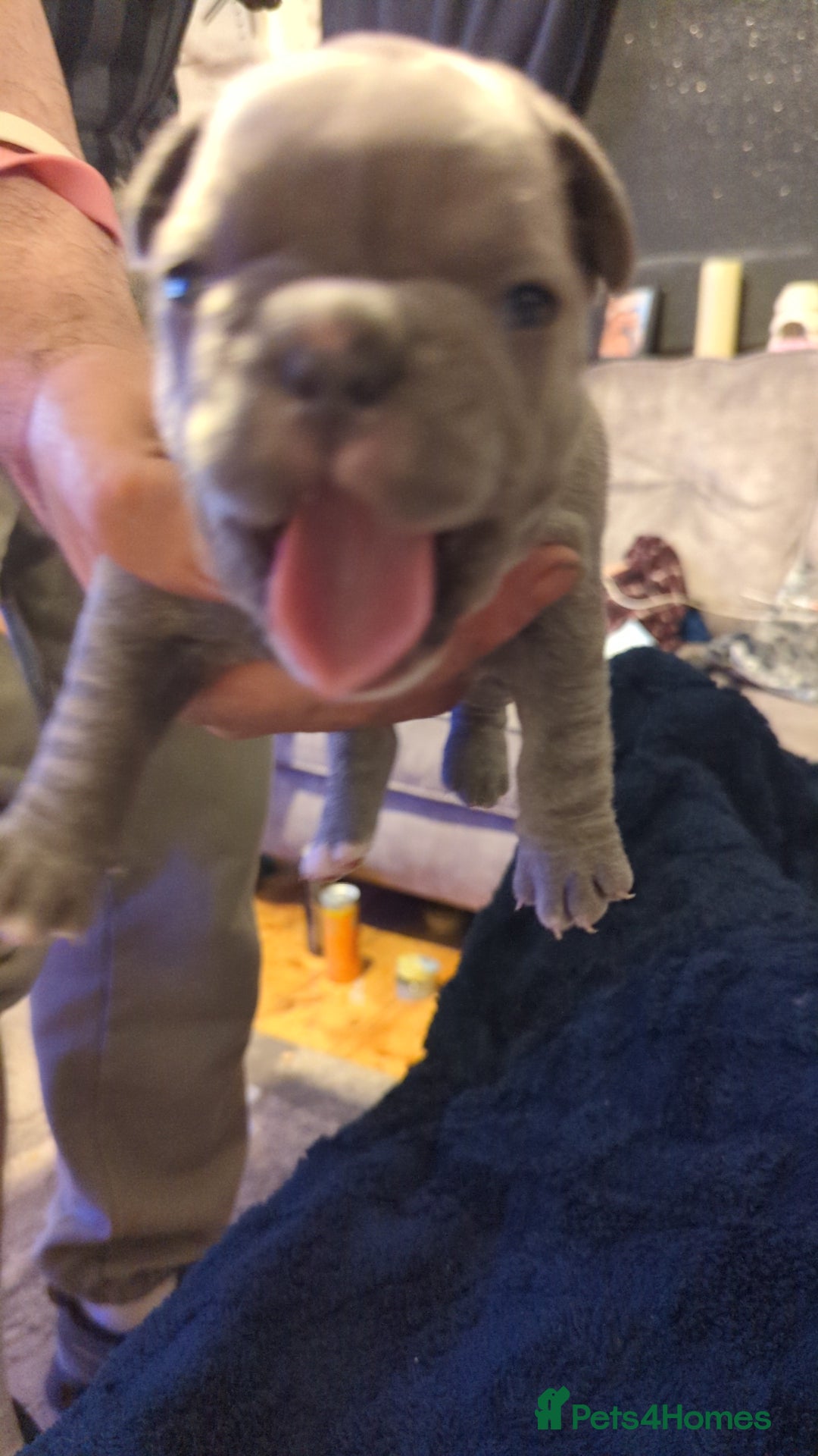 French Bulldog dogs for sale:  🐶 Adorable French Bulldog Puppies December! 🐶 - Image 9