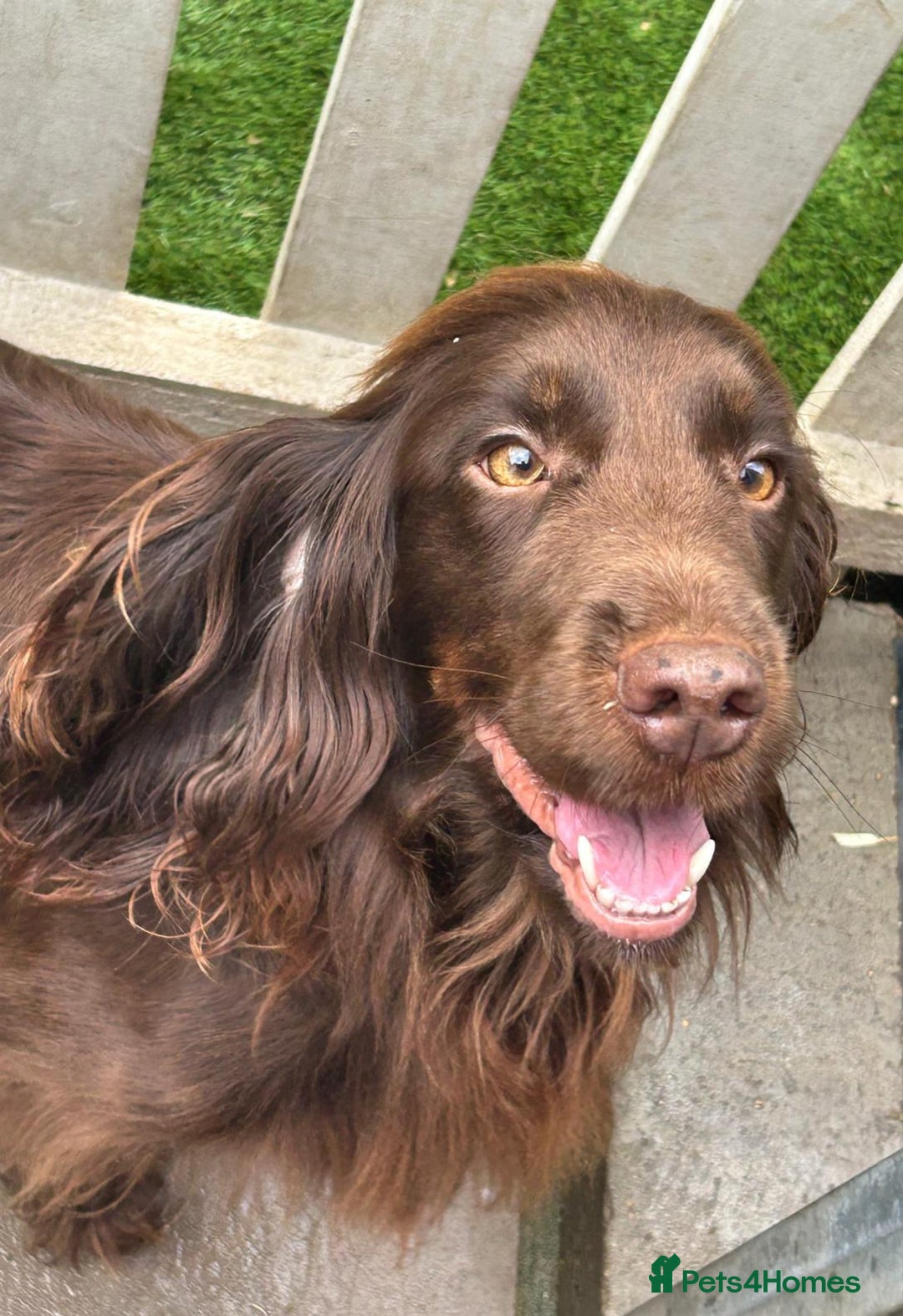 Cocker Spaniel dogs for sale: Kc reg working cocker spaniel puppies  - Advert 11