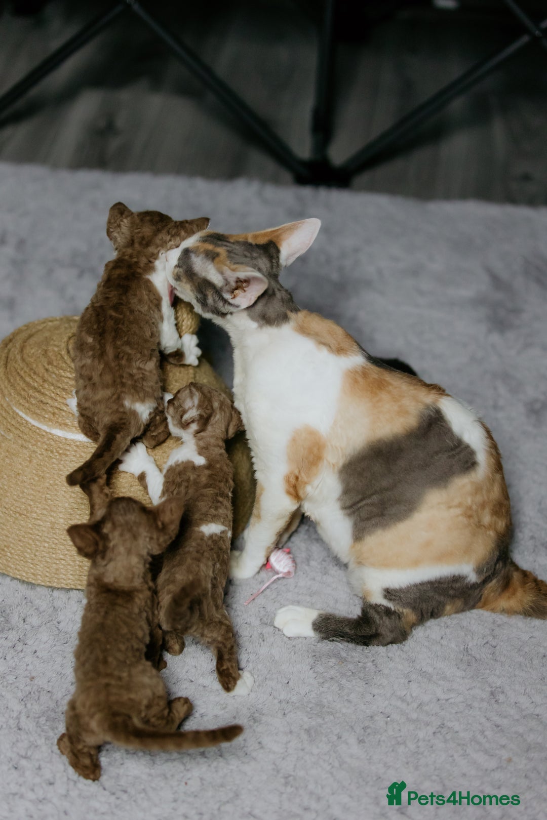 Devon Rex cats for sale: Adorable GCCF Registered DevonRex Kittens FOR SALE - Advert 9