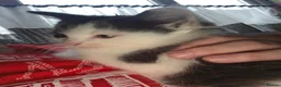 British Longhair cats for sale: Black and white kitten in Stockport - Advert 8