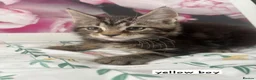 Ragcoon cats for sale: Beautiful Ragcoons  - Advert 13
