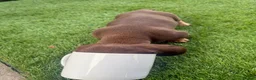Miniature Dachshund dogs for sale: miniature dachshunds k c in Derby - Advert 7