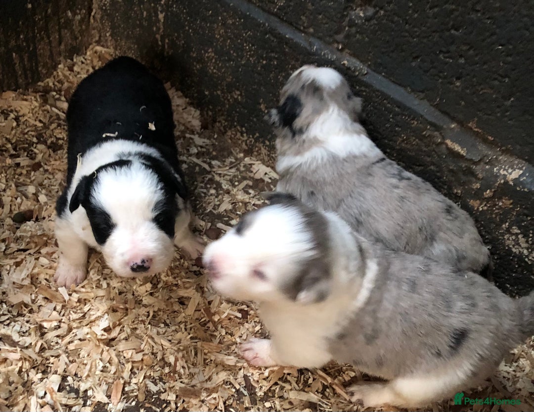 Border Collie dogs for sale: Border Collie (Long haired Blue merle) - Advert 17